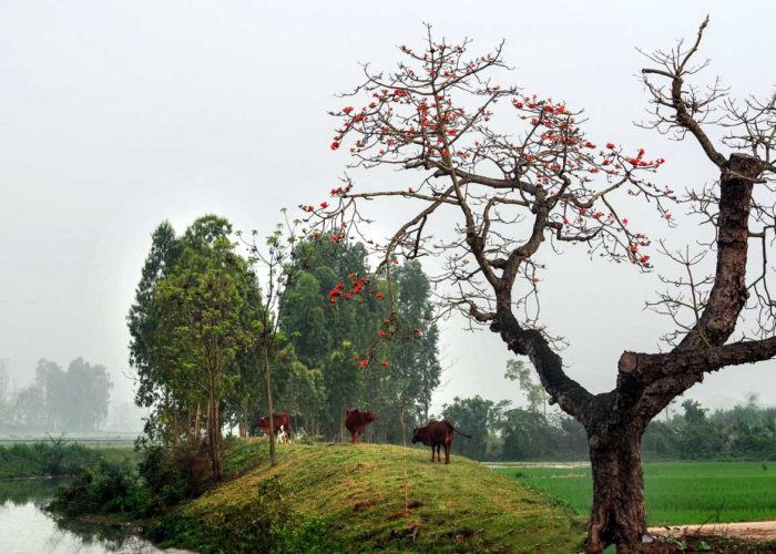 Countryside in Vietnam