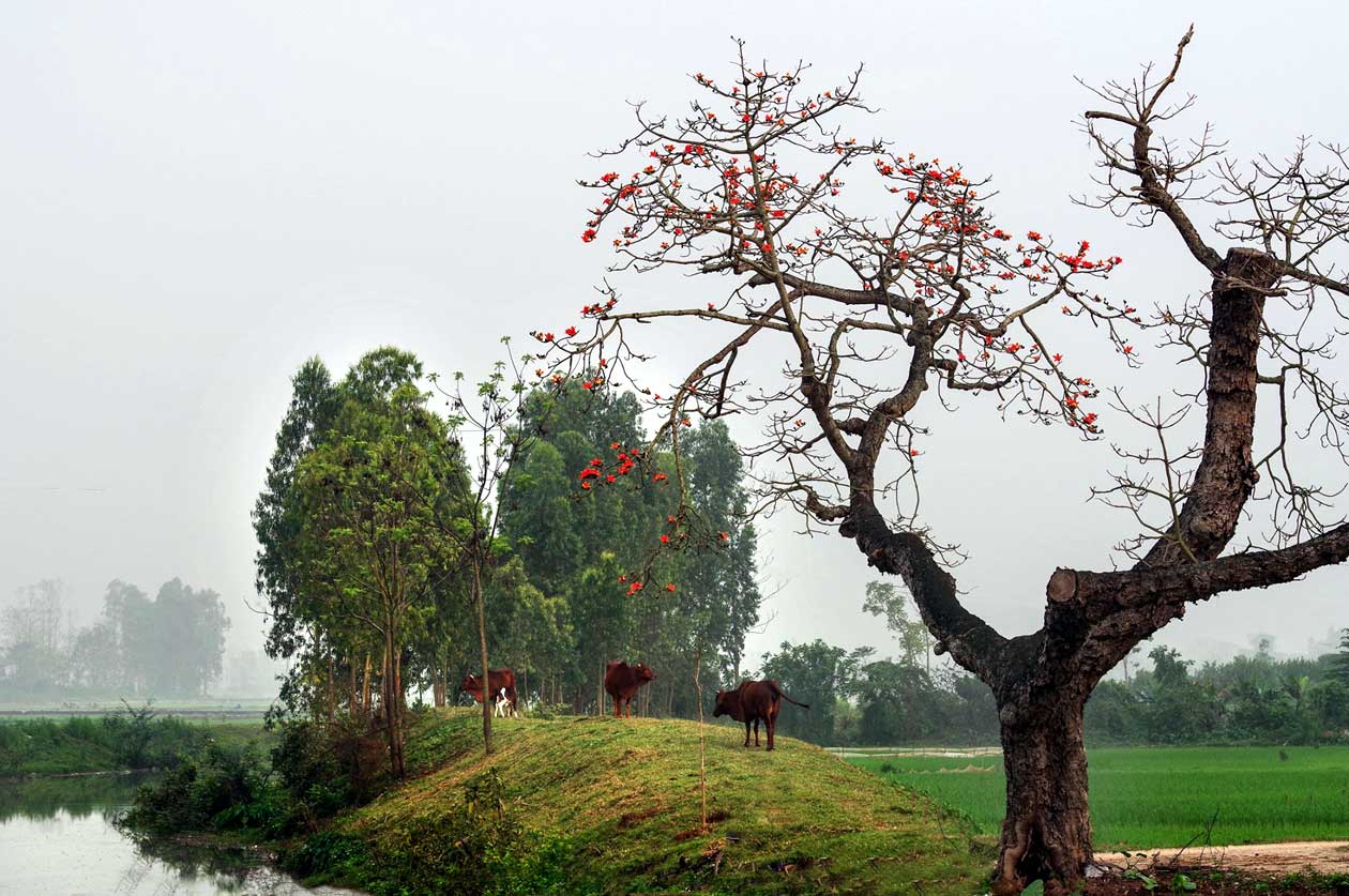 Countryside in Vietnam