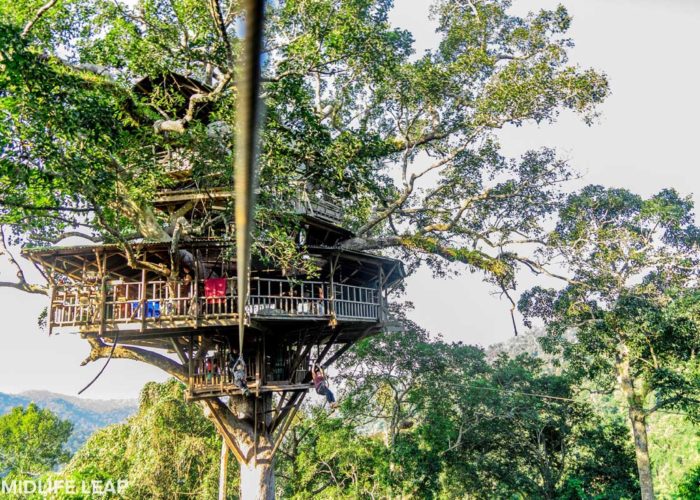 Tree house for gibbon tour